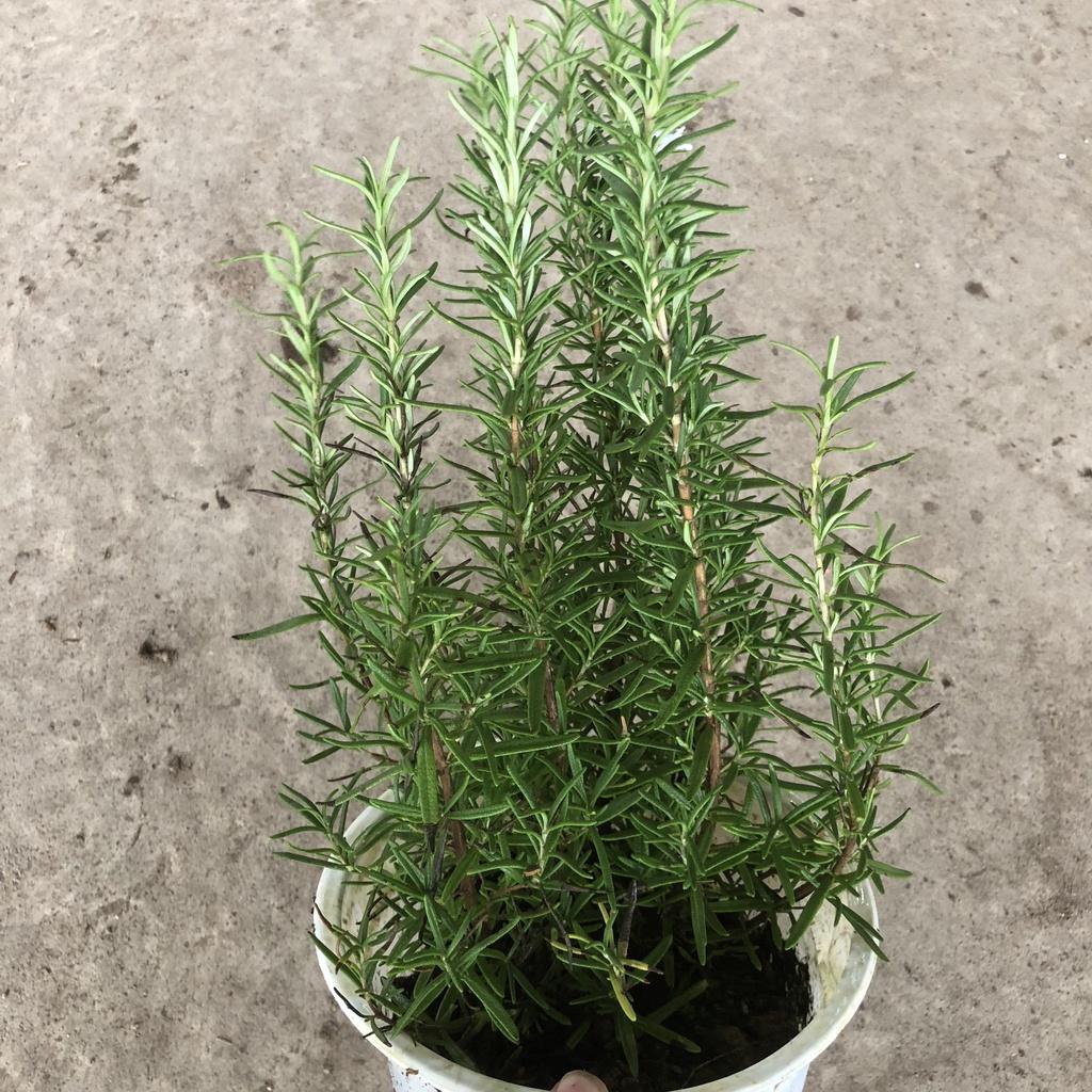 Cây hương thảo Rosemary, Chiều cao 25cm hương thơm đặc biêt nhiều công dụng, thích hợp làm cây dược liệu