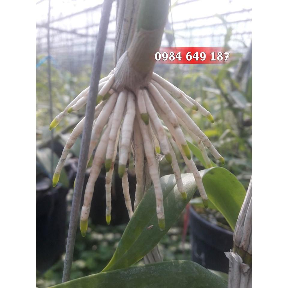 Kích rễ Chai không san chiết