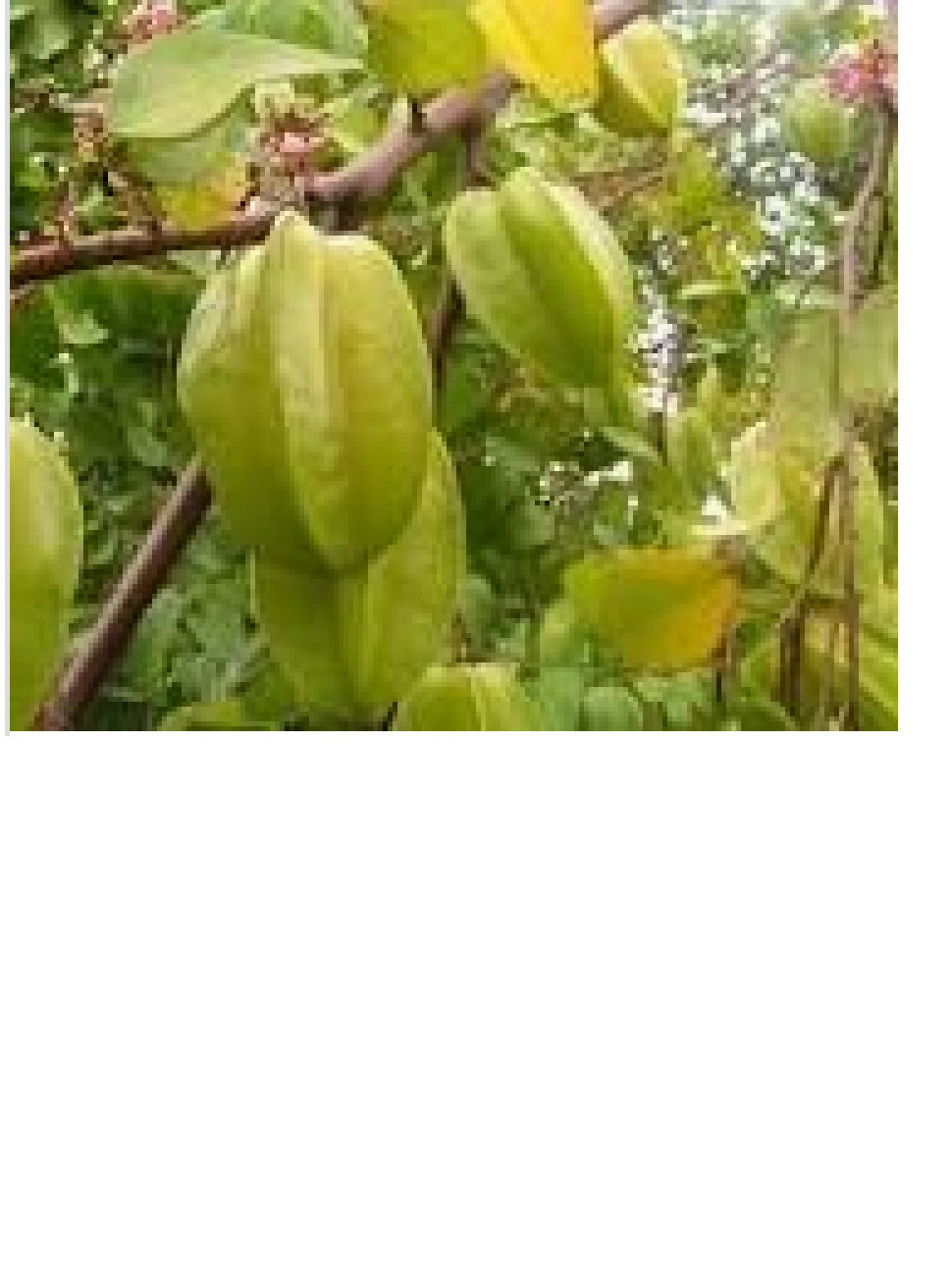 Sản phẩm Cây Ăn Trái cây giống khế ngọt sai quả