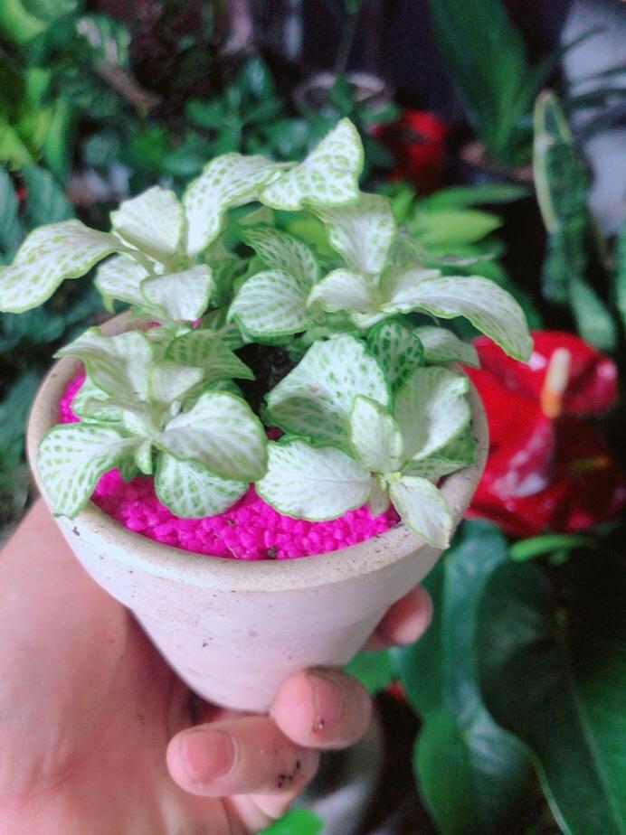 Chậu Cây Cẩm Nhung Màu Xanh Trắng