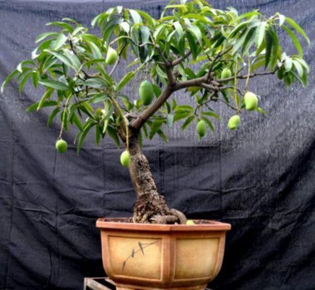 Cây đẹp, Cây xoài cát hòa lộc