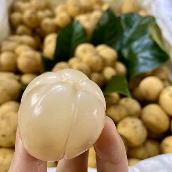 CÂY GIỐNG BÒN BON THÁI