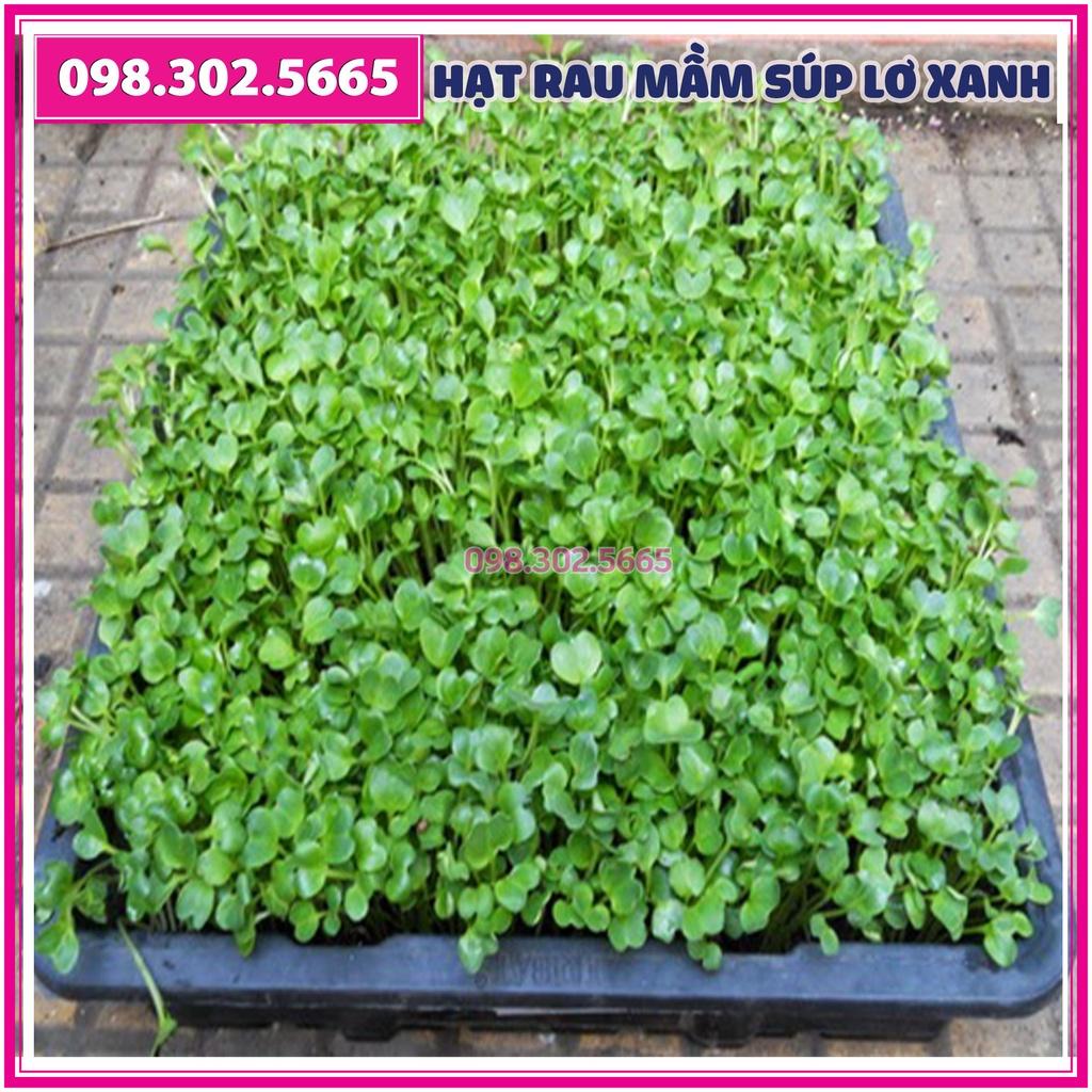 Hạt rau mầm rau súp lơ xanh - gói 20g - dễ nảy mầm, dễ chăm sóc