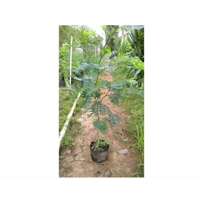 Cây kiều hùng - cây phôi bonsai