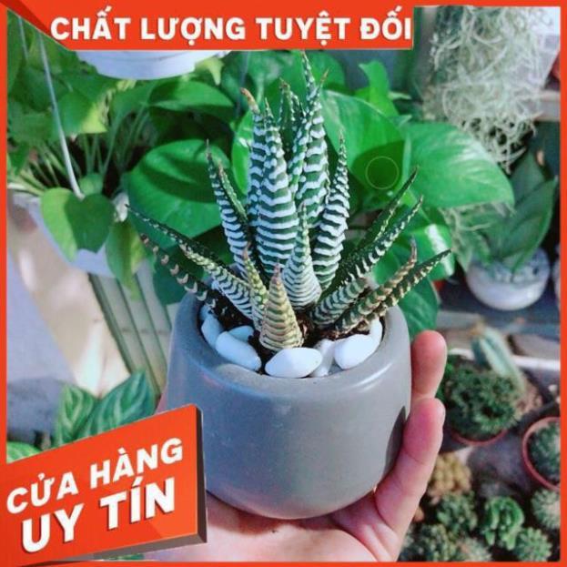 Chậu Móng Rồng