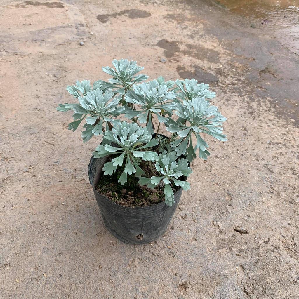 Cây Hoa Cúc Mốc Bán Kính 20 cm, Lá Ánh Bạc Đôc Đáo Cuốn Hút Mọi Ánh Nhìn