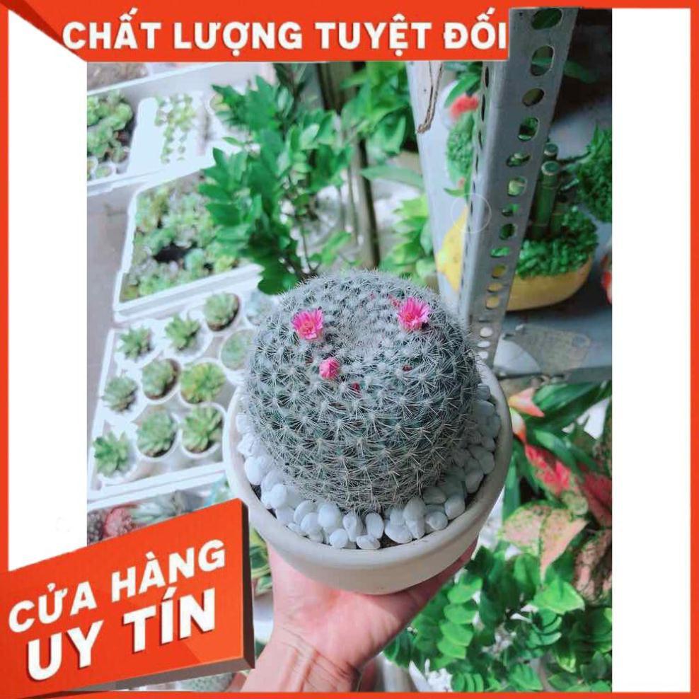 Chậu xương rồng nở hoa Nhiều Người Mua