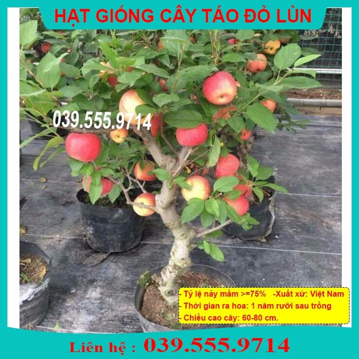 HẠT GIỐNG TÁO ĐỎ LÙN - CÂY TRỒNG CHẬU