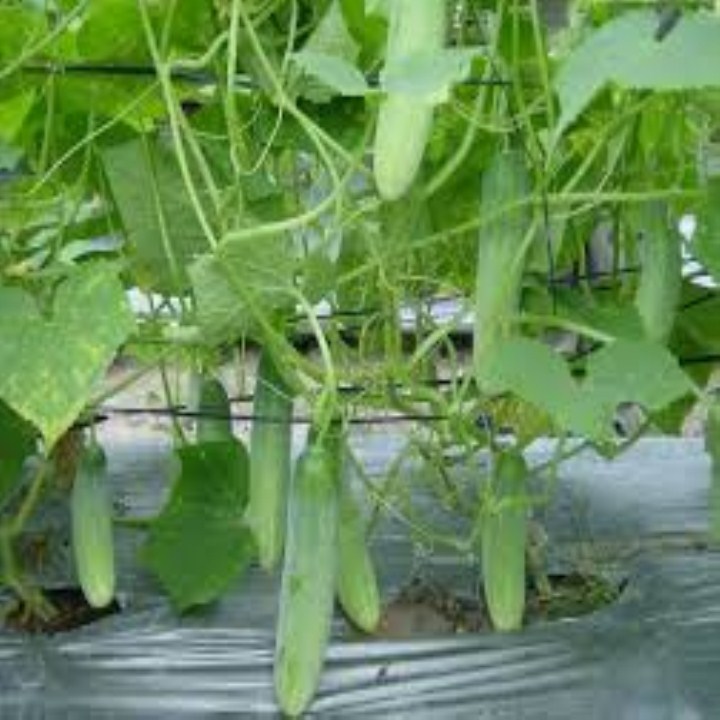 Gói 100 hạt giống chịu nhiệt