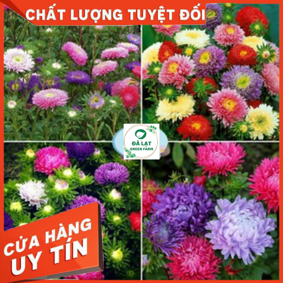 50H_Hạt giống hoa Cúc Đài Loan (nảy mầm siêu chuẩn)