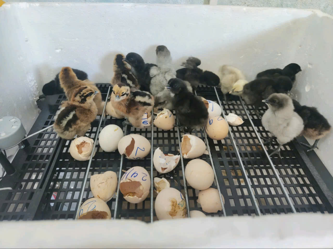 Khay đảo trứng kèm moto, để được tất cả các loại trứng, khay dùng cho các loại máy ấp có sẵn 2 dây nối khay hàng nhập khẩu