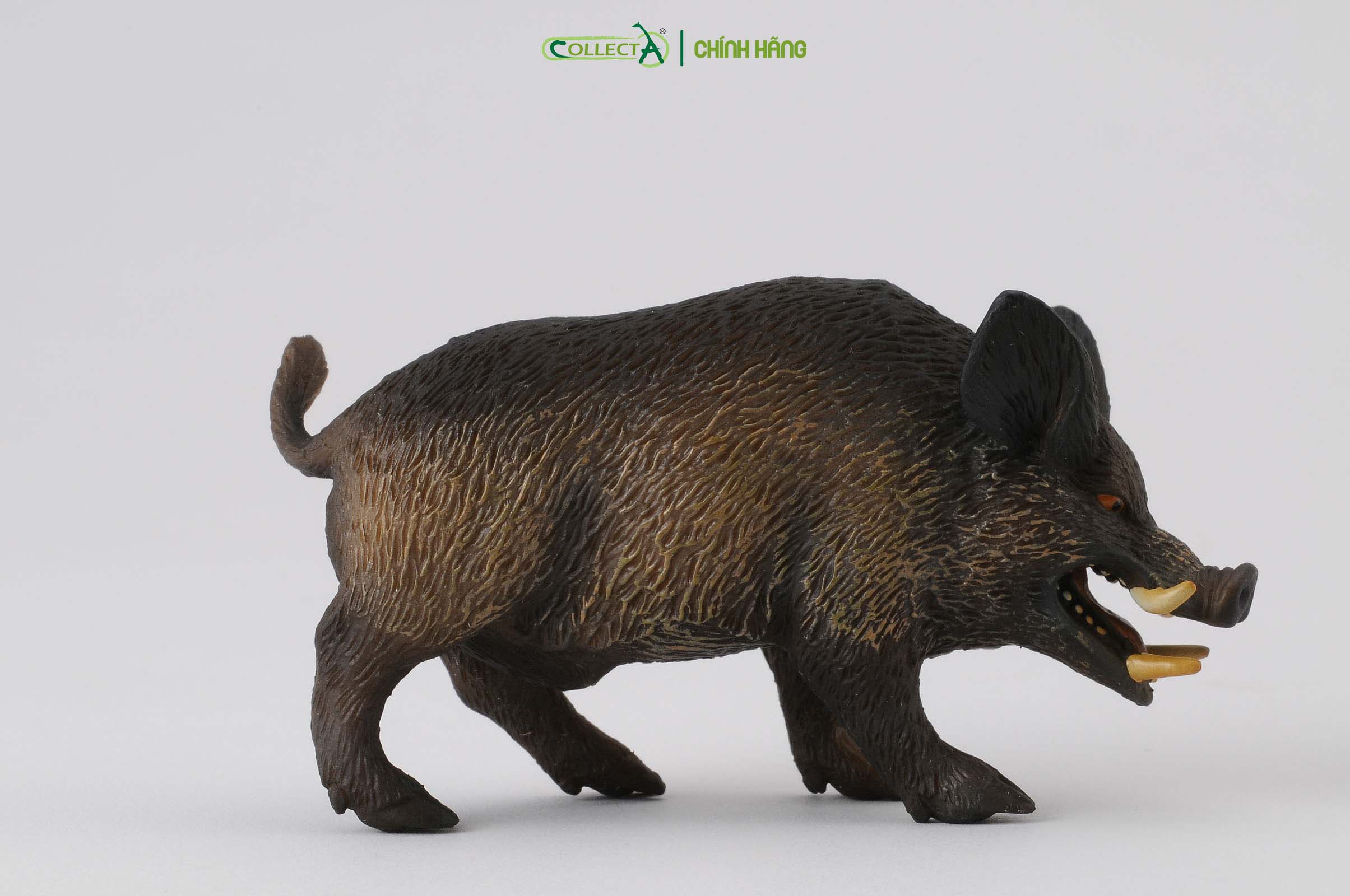 Mô hình thu nhỏ: Lợn Rừng - Wild Boar , hiệu: CollectA, mã HS 9651240[88363] -  Chất liệu an toàn cho trẻ - Hàng chính hãng