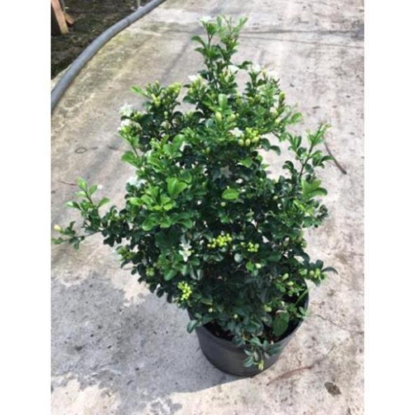 Cây Nguyệt quế thái siêu hoa , cây đẹp, giống chuẩn