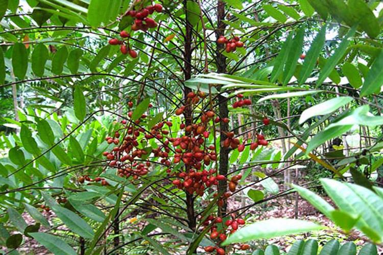 Cây mật nhân - Rể cao cấp 1kg