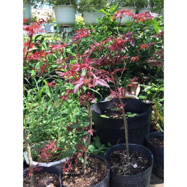 Cây phong lá đỏ