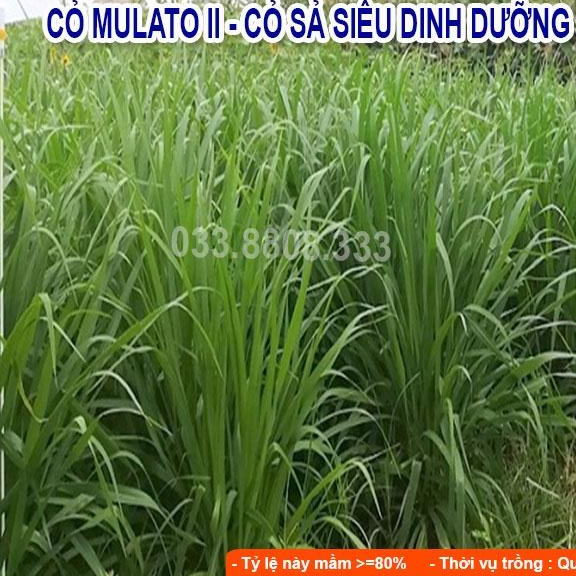 Combo 5 Loại Hạt Cỏ Chăn Nuôi Phổ Biến Hiện Nay - Cỏ Voi Lai, Mulato II, Keo Dậu, So Đũa, Alfalfa