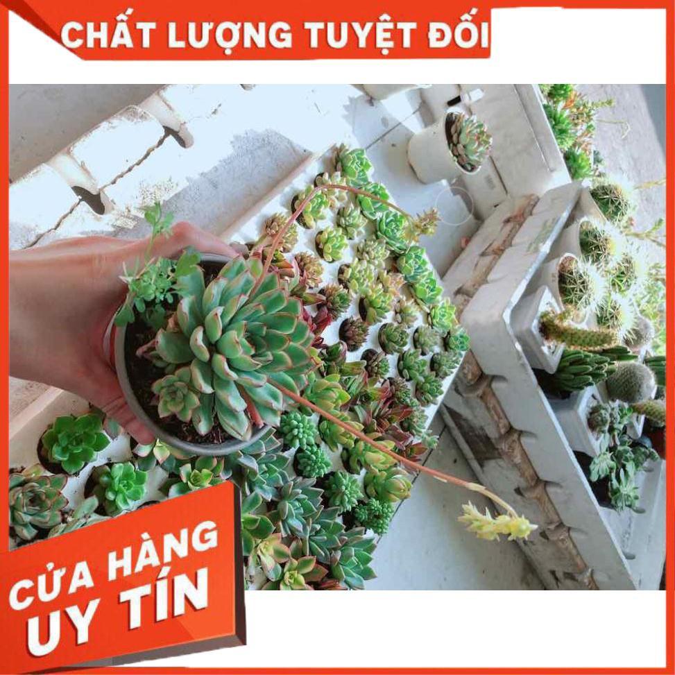 Combo sen đá viền hồng kèm chậu sứ trắng Nhiều Người Mua
