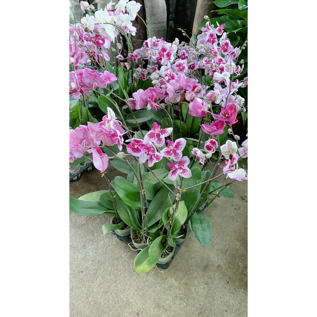 Lan Hồ Điệp