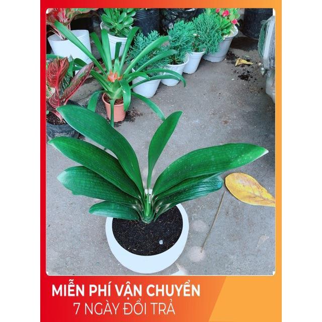 Chậu Lan Quân Tử