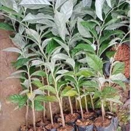 Cây nhót ngọt
