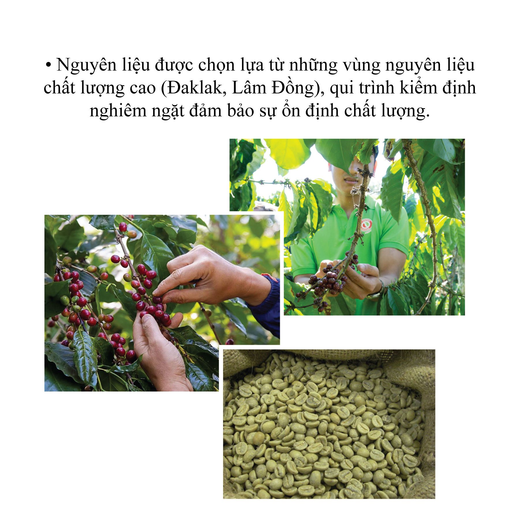 Cà phê rang xay truyền thống pha phin Thuần Việt -Copen Coffee - Vị đắng đậm đà dành cho pha phin - Hộp 500g