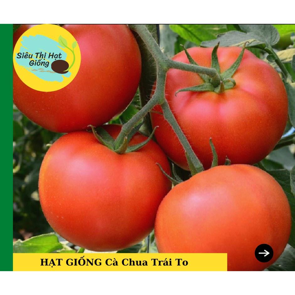 Hạt giống Cà Chua Vô Hạn gói 2.000 Hạt - Năng Suất Cao Kháng Bệnh Tốt