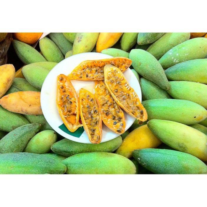 CÂY GIỐNG CÂY CHANH LEO CHUỐI NAM MỸ