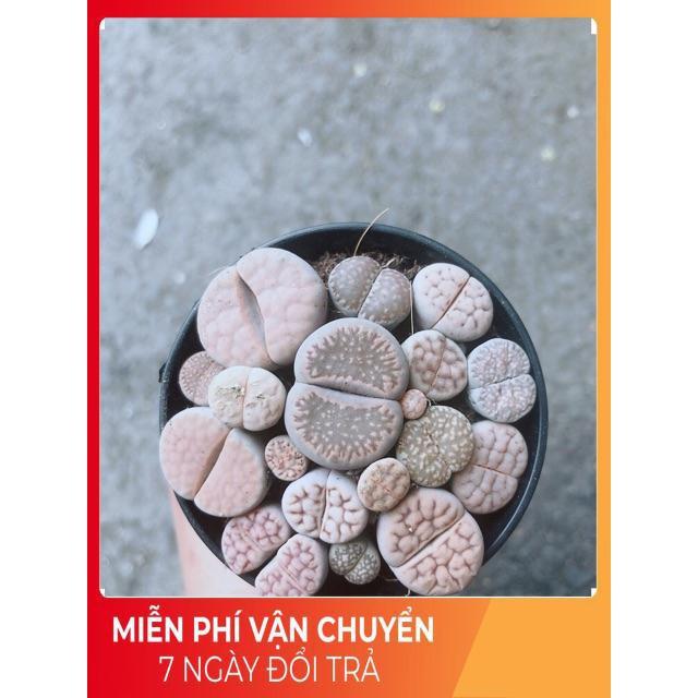 Chậu Cây Thạch Lan