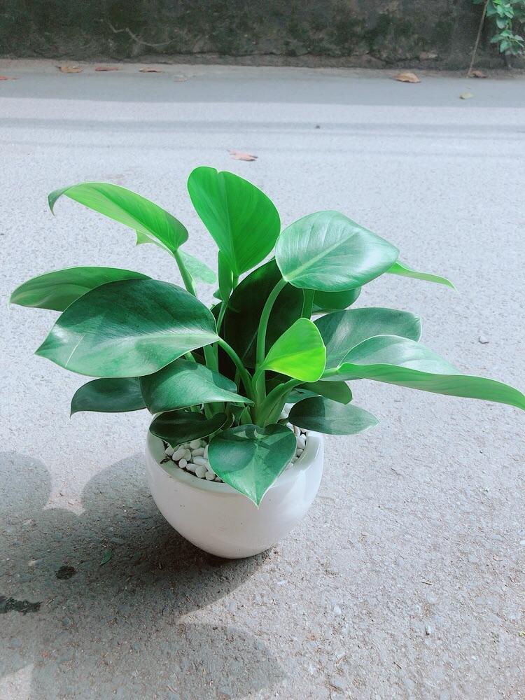 Chậu Trầu Bà Đế Vương Xanh