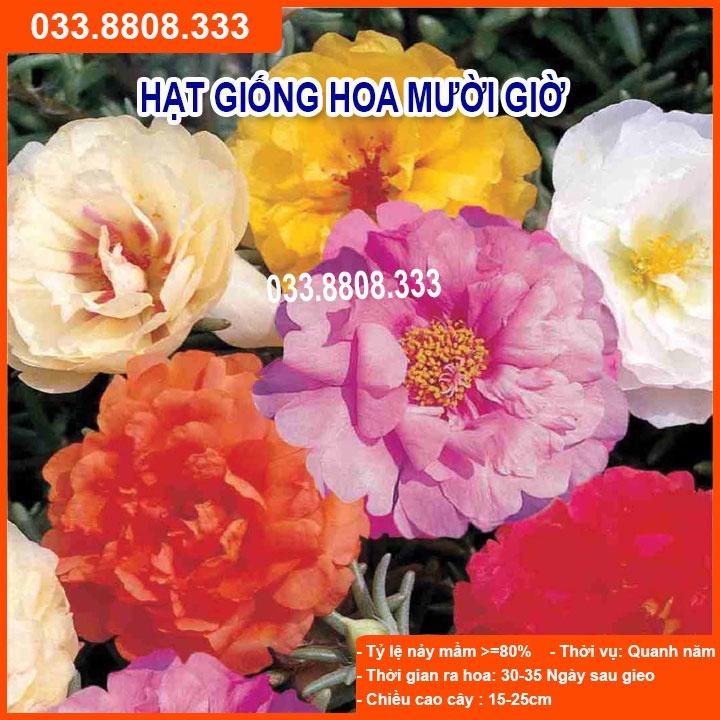 Hạt Giống Hoa Mười Giờ Nhiều Màu Thích Hợp Trồng Quanh Năm