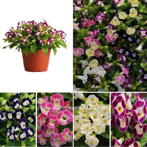 Hạt giống hoa Mắt Nai Mix - 10hat/gói