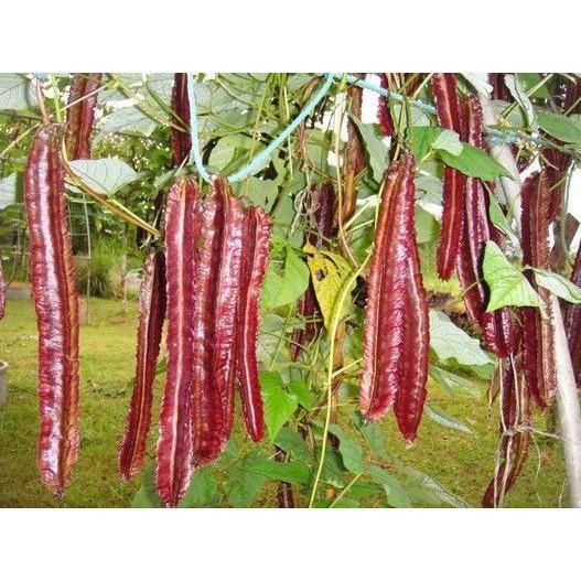 HẠT GIỐNG ĐẬU RỒNG TÍM THÁI LAN