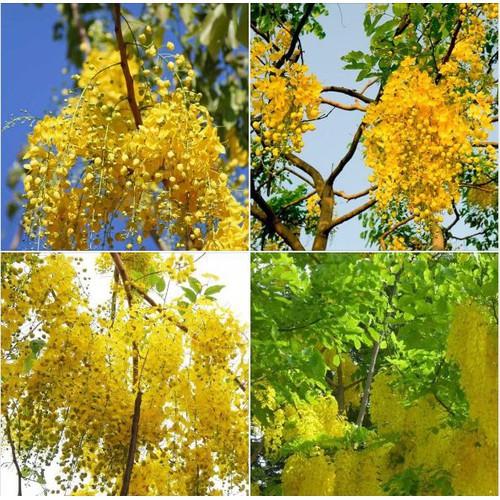 Hạt giống hoa Muồng Hoàng Yến - Hoa osaka - 1 gói 20 hạt