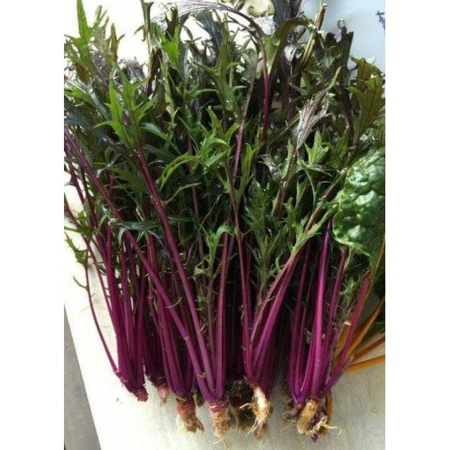 Hạt giống cải canh đuôi phụng đỏ - 20gr/gói