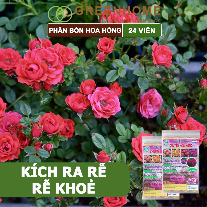Phân bón chuyên hoa hồng Greenhome, kích rễ, ra nhiều hoa, màu sắc đẹp