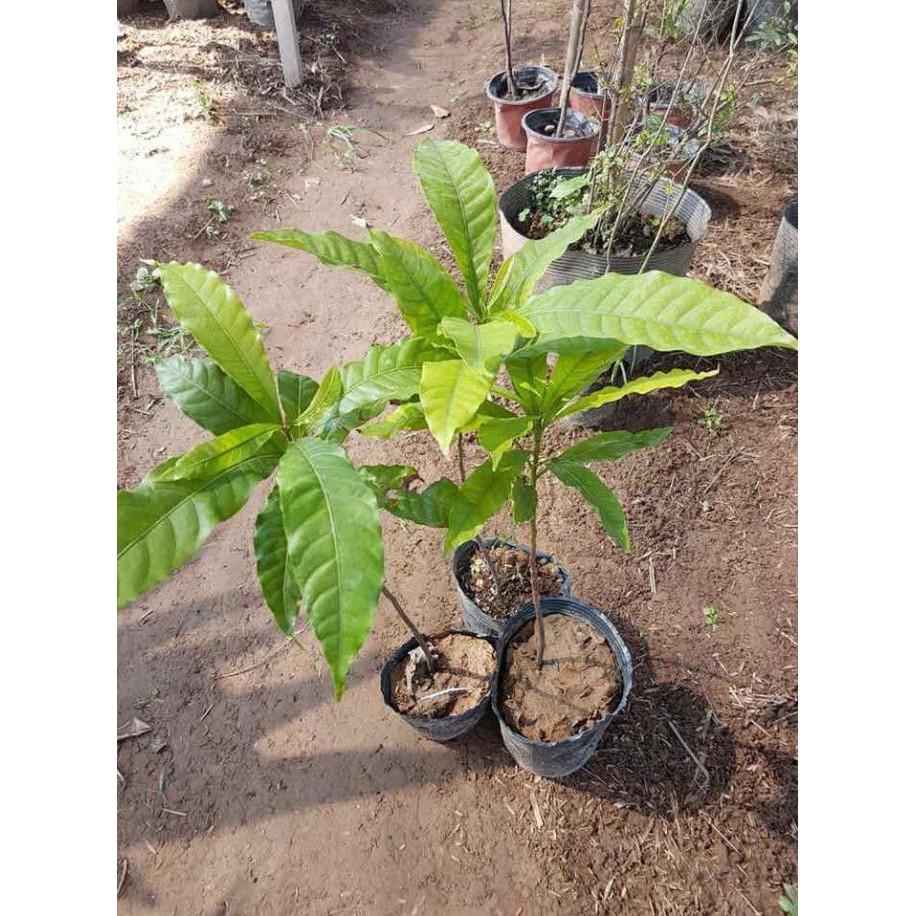 Cây vú sữa hoàng kim cây giống cam kết chuẩn giống