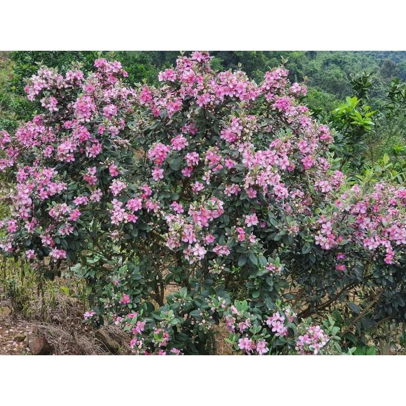 Cây sim ăn quả ảnh2