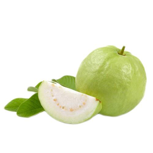 Cây giống ổi Đông Dư cam kết chất lượng