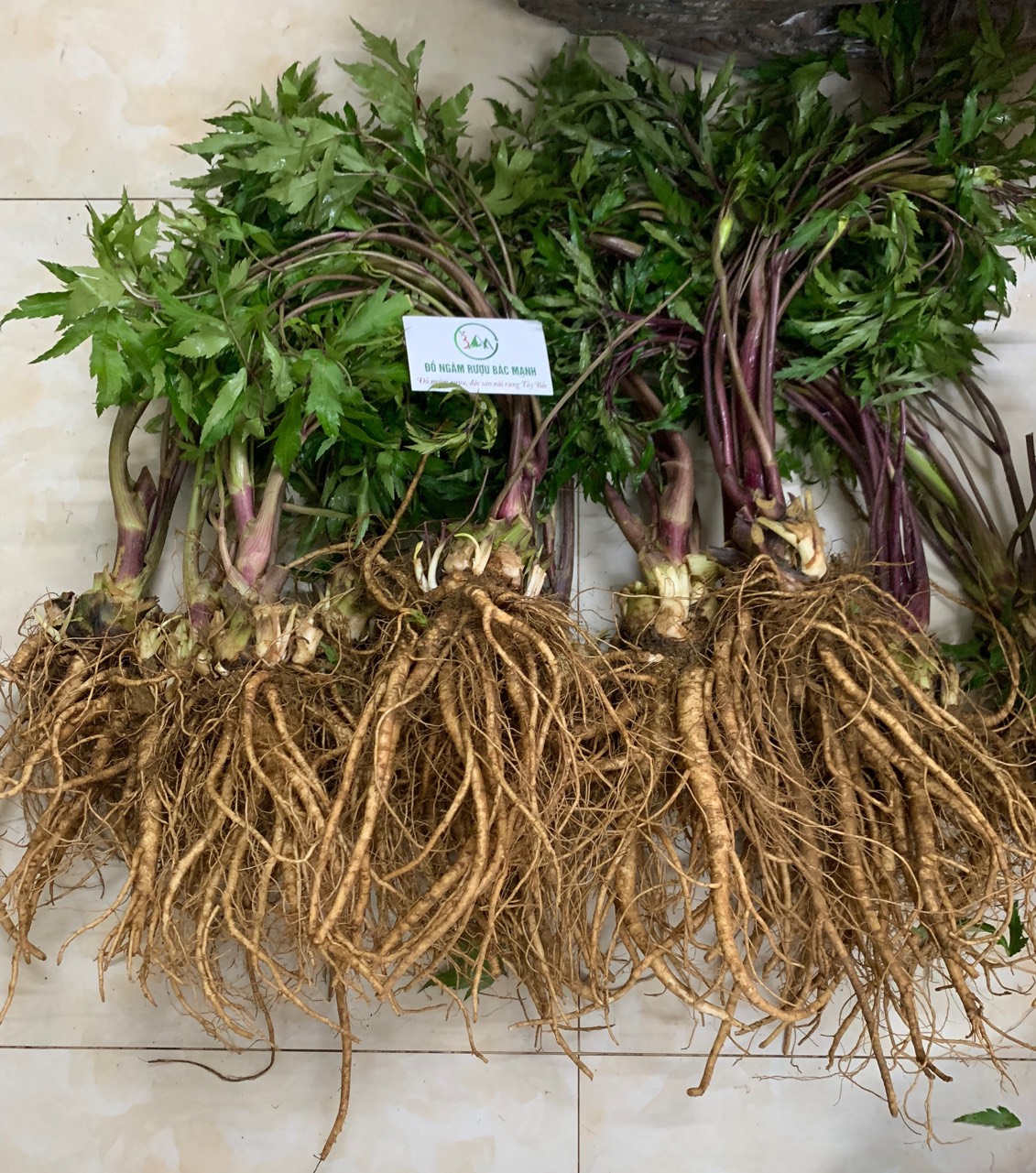 Hạt Giống Sâm Đương Quy Thảo Mộc