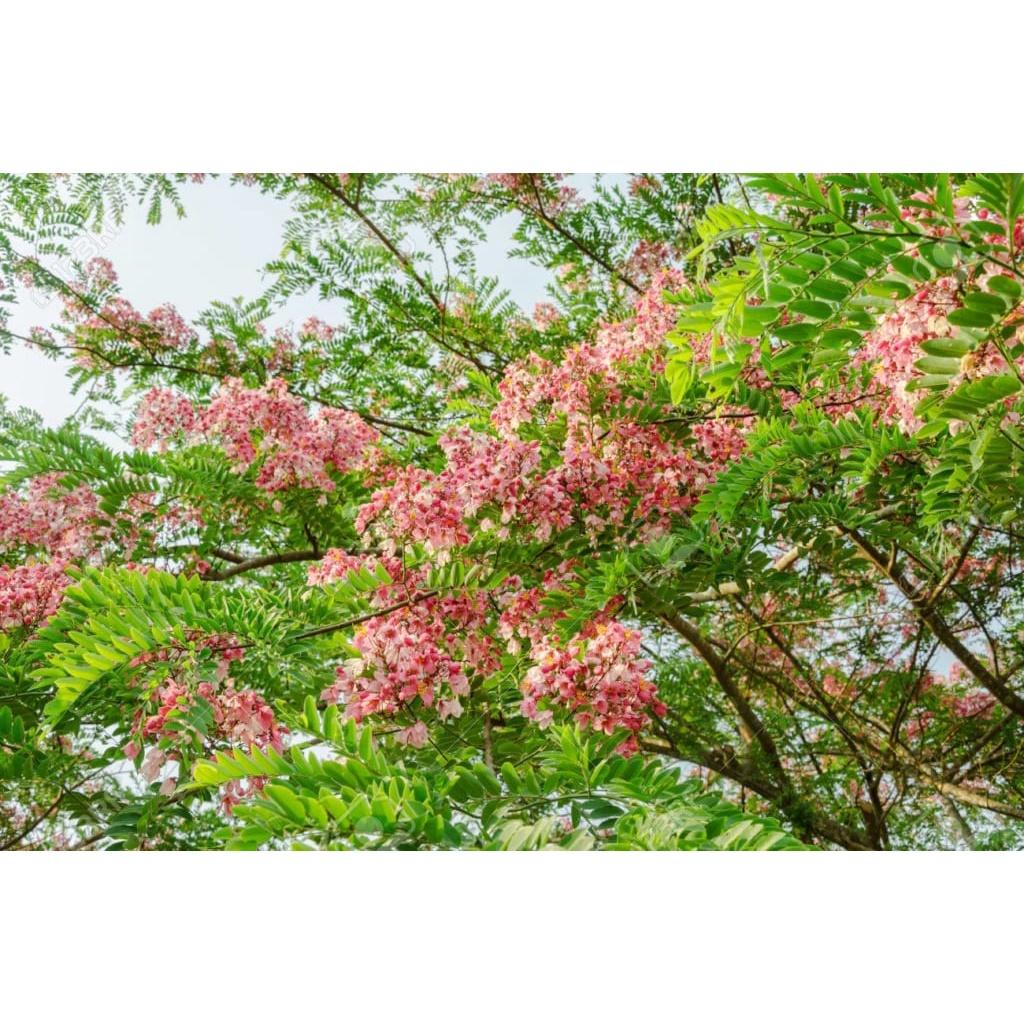 Hạt Giống Cây Hoa Muồng Hoa Đào CT571 - Gói 5 hạt