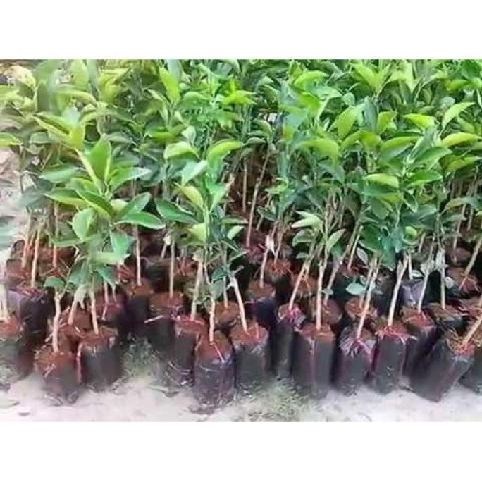 CÂY GIỐNG CAM XOÀN MIỀN NAM SIÊU NGON SIÊU QUẢ- CAM KÊT GIỐNG CHUẨN F1