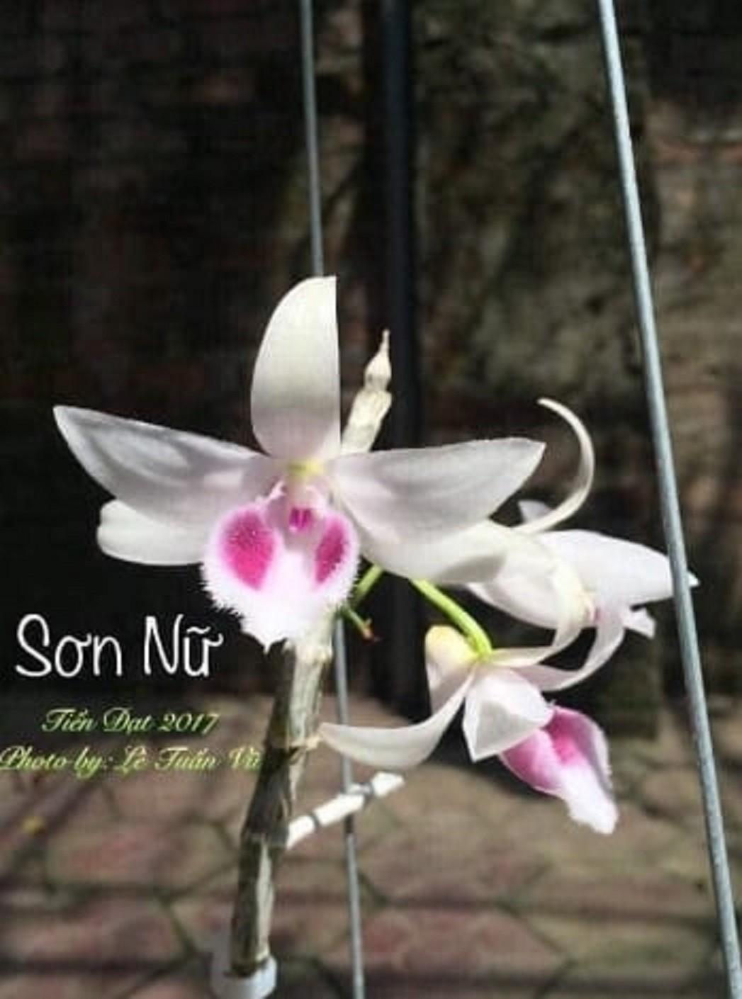 Cốc phi điệp 5 cánh trắng SƠN NỮ - hàng CẤY MÔ - hoa TÙY DUYÊN - hoa siêu đẹp