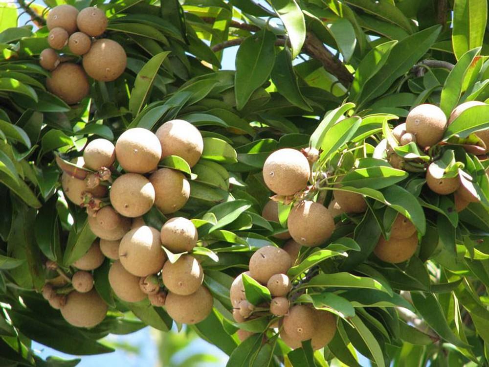 Cây HỒNG XIÊM XOÀI ghép siêu quả, quả ngọt - Cây to, khỏe gửi nguyên bầu
