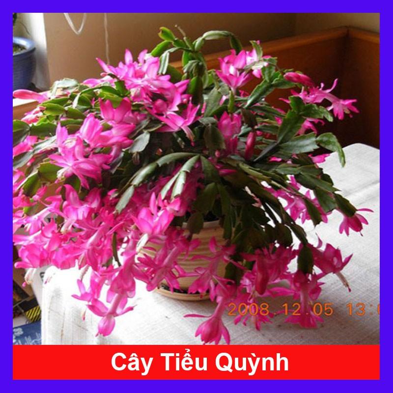 Cây hoa lan càng cua - hoa tiểu quỳnh