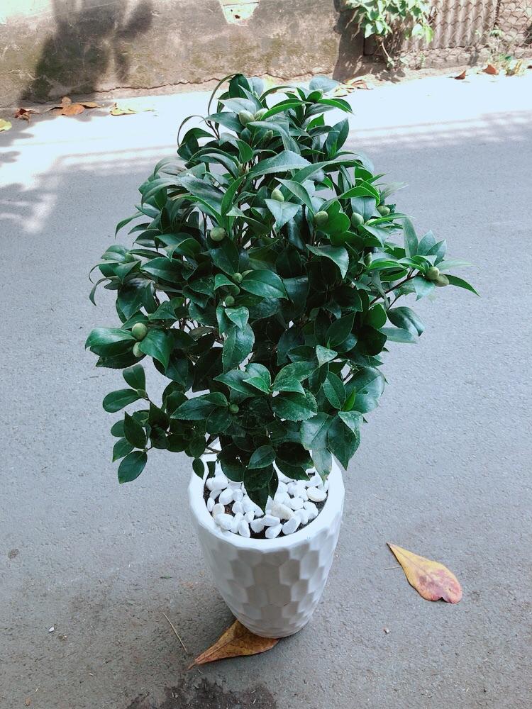 Chậu Cây Trà My