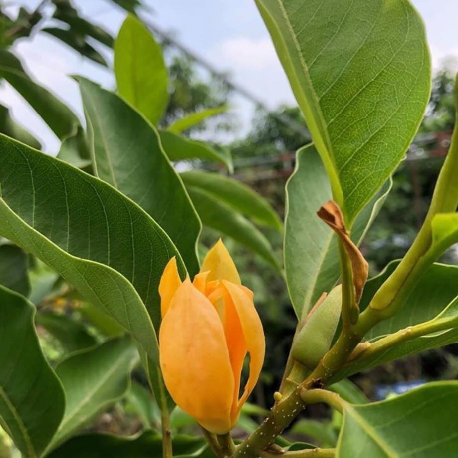 CHẬU CÂY HOA NGỌC LAN