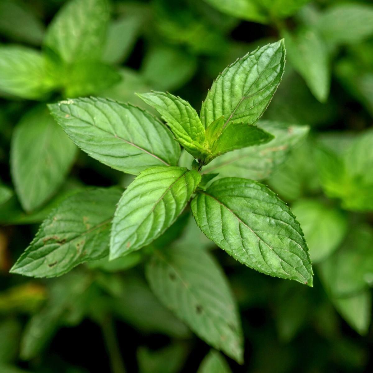 Hạt Giống Bạc Hà Âu Peppermint