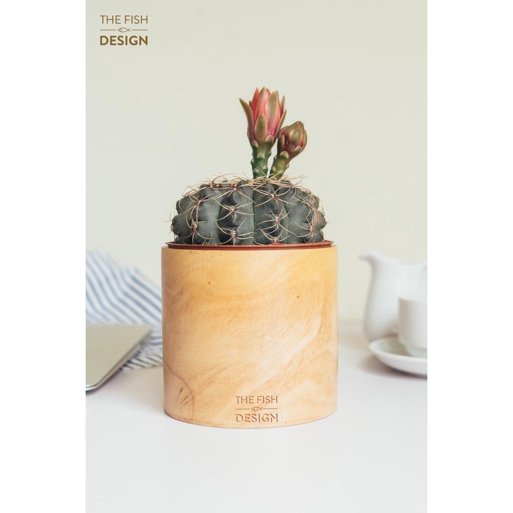 Chậu cây xương rồng thần long ra hoa quanh năm | THE FISH DESIGN Size S