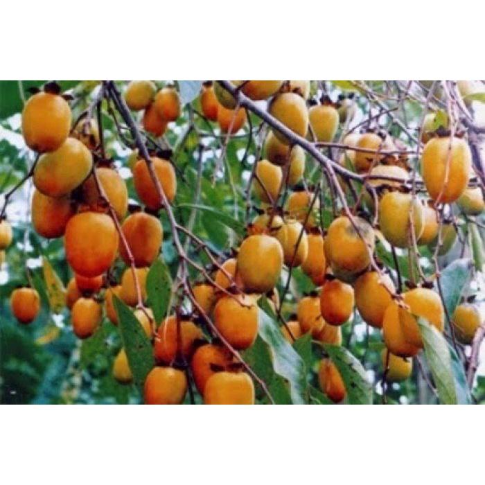 Cây Giống Hồng giòn không hạt nhật bản