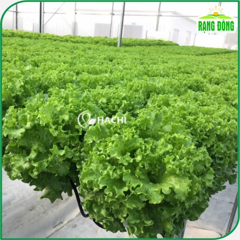 Hạt giống Xà Lách Xoăn Xanh Chịu Nhiệt Trồng Quanh Năm, Sinh Trưởng Tốt - Hạt giống Rạng Đông